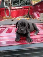 No name , a male Cane Corso for sale in Gadsden, AL – 6 of 7