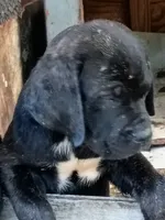 No name , a male Cane Corso for sale in Gadsden, AL – 5 of 7