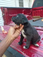 No name , a male Cane Corso for sale in Gadsden, AL – 3 of 7
