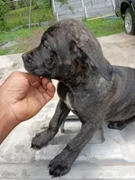 No name , a male Cane Corso for sale in Gadsden, AL – 7 of 7