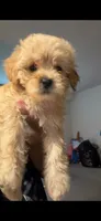 Theo, a male Poodle - Miniature  and Poodle - Standard  for sale in Baltimore, MD – 2 of 2