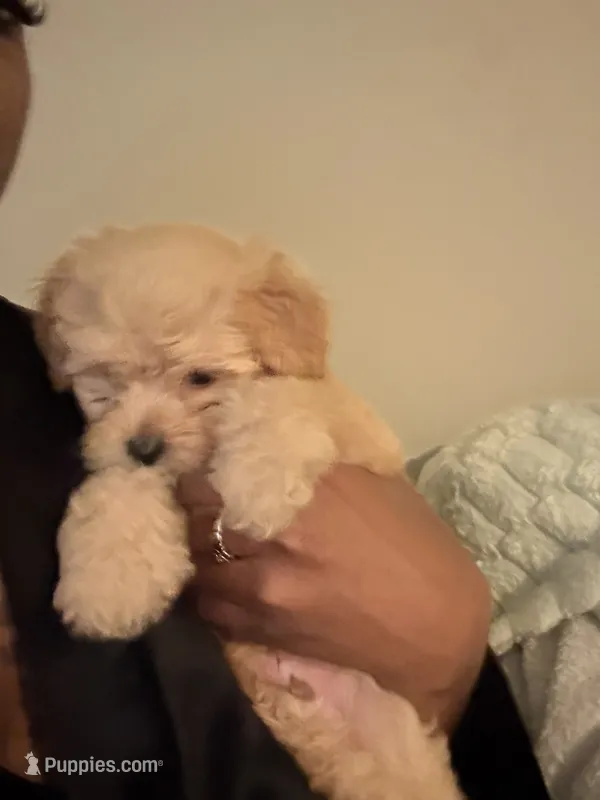 Theo – Poodle - Miniature , Poodle - Standard  puppy for sale in Baltimore, MD
