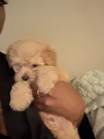 Theo, a male Poodle - Miniature  and Poodle - Standard  for sale in Baltimore, MD – 1 of 2