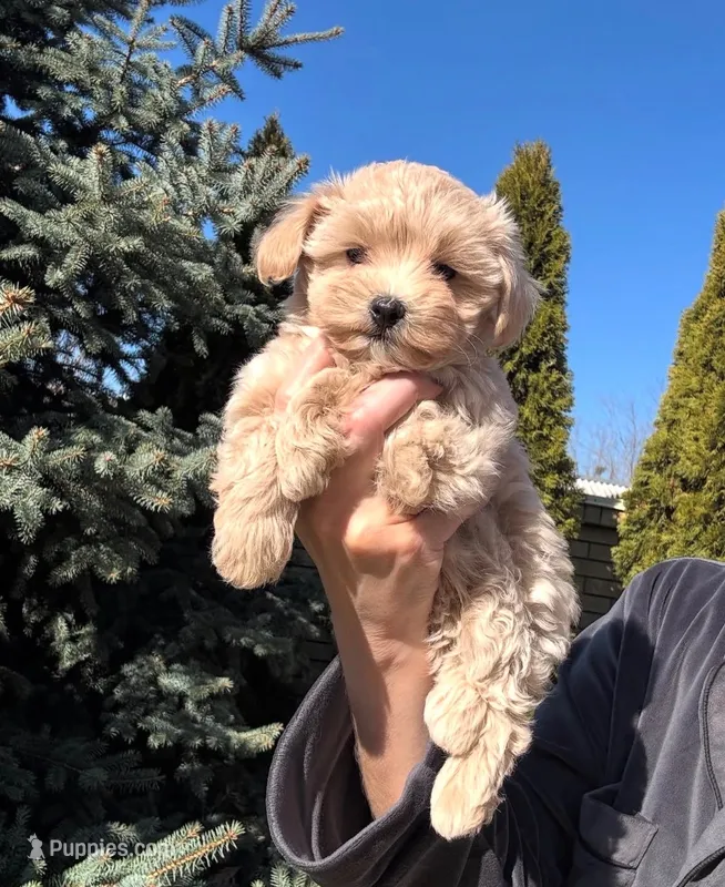 Sadie – Maltipoo puppy for sale in Lakewood, CA