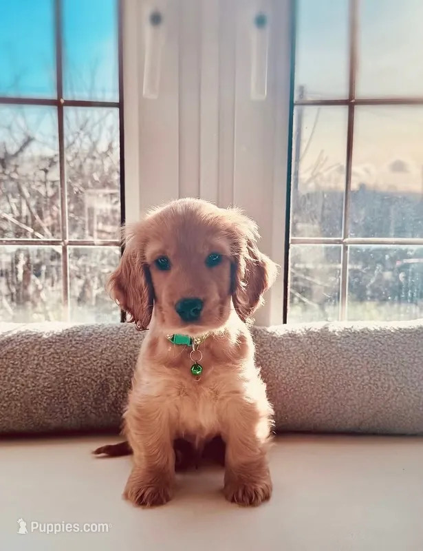Mila – Cocker Spaniel puppy for sale in Paramount, CA