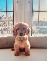 Mila, a female Cocker Spaniel for sale in Paramount, CA – 1 of 1