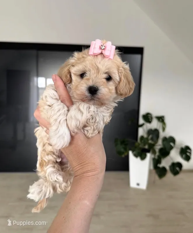 Mila – Maltipoo puppy for sale in Paramount, CA