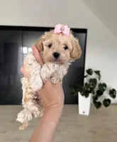 Mila, a female Maltipoo for sale in Paramount, CA – 1 of 1