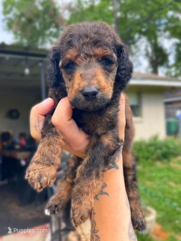 Runt boy – Poodle - Standard  puppy for sale in Huffman, TX