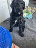 Gonzales, a male Poodle - Standard  for sale in Huffman, TX – Photo 3 of 3