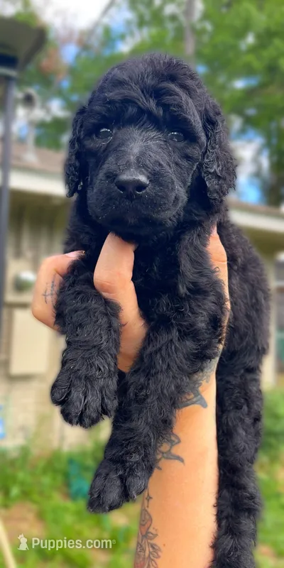 Gonzales – Poodle - Standard  puppy for sale in Huffman, TX