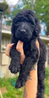 Gonzales, a male Poodle - Standard  for sale in Huffman, TX – Photo 1 of 3