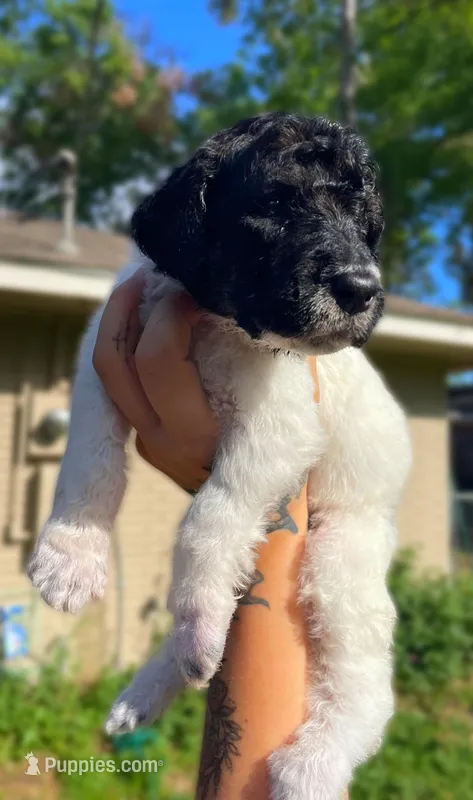 Parti boy – Poodle - Standard  puppy for sale in Huffman, TX