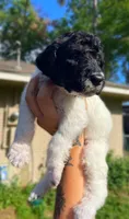 Parti boy, a male Poodle - Standard  for sale in Huffman, TX – Photo 1 of 6