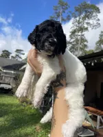 Parti boy, a male Poodle - Standard  for sale in Huffman, TX – Photo 3 of 6