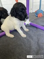 Parti boy, a male Poodle - Standard  for sale in Huffman, TX – Photo 2 of 6