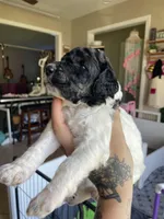 Parti boy, a male Poodle - Standard  for sale in Huffman, TX – Photo 6 of 6