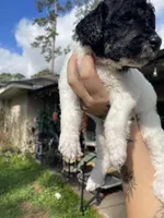 Parti boy, a male Poodle - Standard  for sale in Huffman, TX – Photo 4 of 6