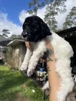 Parti boy, a male Poodle - Standard  for sale in Huffman, TX – Photo 5 of 6