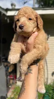 Peaches, a female Poodle - Standard  for sale in Huffman, TX – Photo 1 of 4