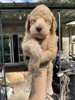 Peaches, a female Poodle - Standard  for sale in Huffman, TX – Photo 2 of 4