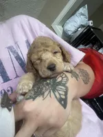 Peaches, a female Poodle - Standard  for sale in Huffman, TX – Photo 3 of 4