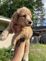 Peaches, a female Poodle - Standard  for sale in Huffman, TX – Photo 4 of 4
