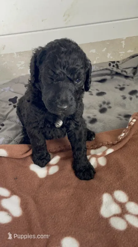 Black girl – Poodle - Standard  puppy for sale in Huffman, TX