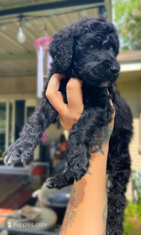 Black girl – Poodle - Standard  puppy for sale in Huffman, TX