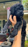 Black girl, a female Poodle - Standard  for sale in Huffman, TX – Photo 1 of 2