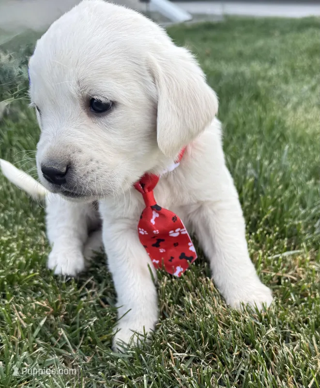 Red – Labrador Retriever puppy for sale in Strasburg, CO