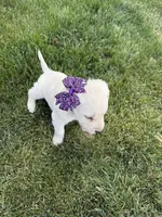 Purple female , a female Labrador Retriever for sale in Strasburg, CO – 4 of 4