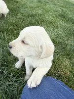 Purple, a female Labrador Retriever for sale in Strasburg, CO – 1 of 3