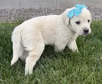 Blue, a female Labrador Retriever for sale in Strasburg, CO – 1 of 3
