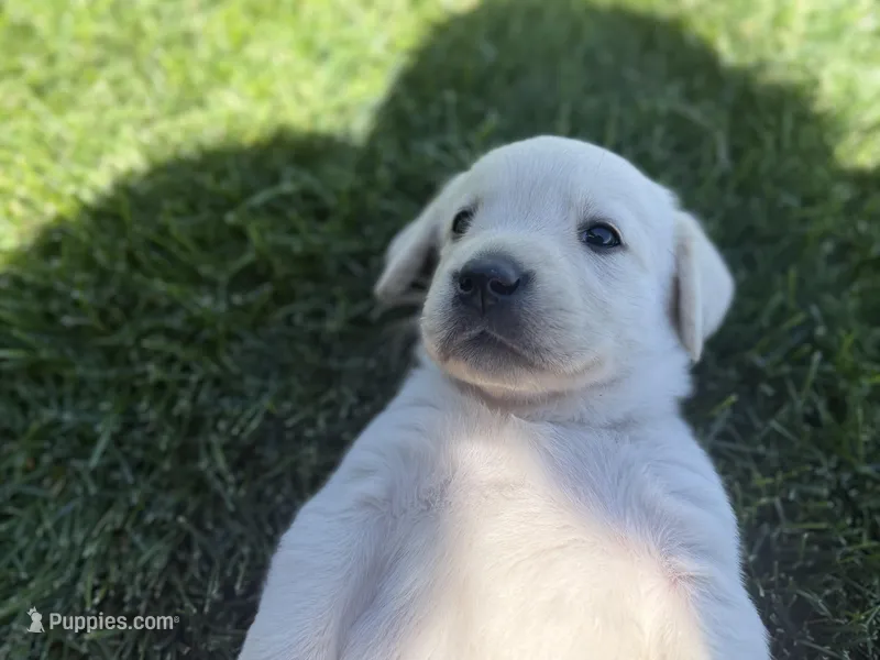 Light blue – Labrador Retriever puppy for sale in Strasburg, CO