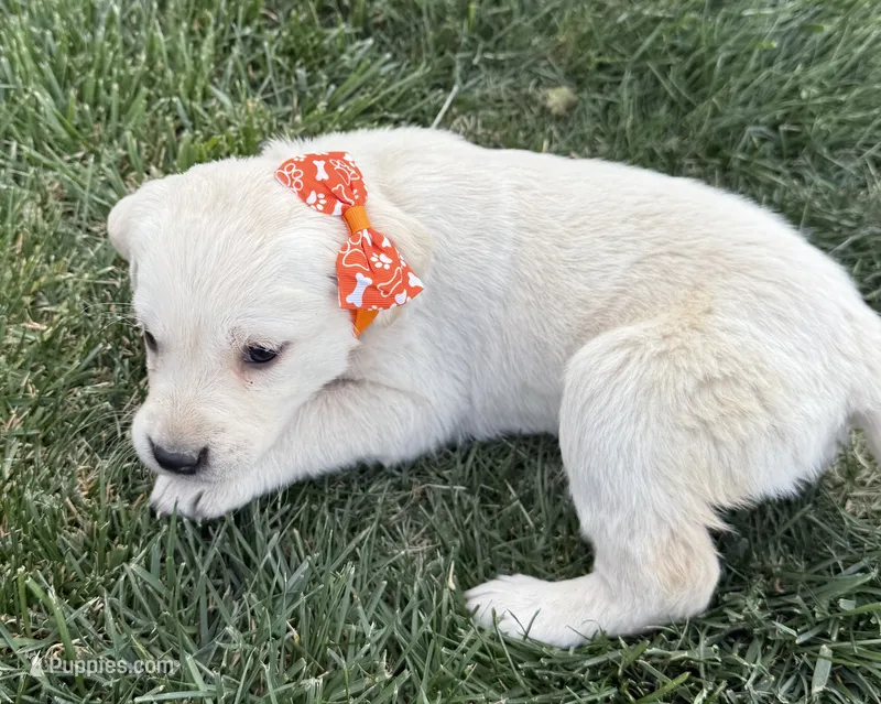 Maggie – Labrador Retriever puppy for sale in Strasburg, CO