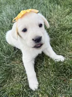 Yellow, a female Labrador Retriever for sale in Strasburg, CO – 1 of 4