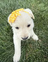 Yellow, a female Labrador Retriever for sale in Strasburg, CO – 2 of 4