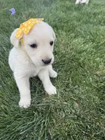 Yellow, a female Labrador Retriever for sale in Strasburg, CO – 3 of 4