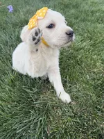 Yellow, a female Labrador Retriever for sale in Strasburg, CO – 4 of 4