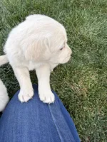 Greenie, a female Labrador Retriever for sale in Strasburg, CO – 2 of 3