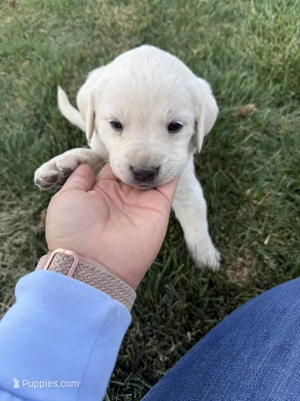 Greenie – Labrador Retriever puppy for sale in Strasburg, CO