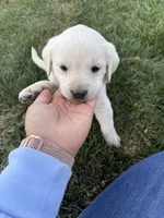 Greenie, a female Labrador Retriever for sale in Strasburg, CO – 1 of 3