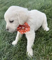 Orange, a female Labrador Retriever for sale in Strasburg, CO – Photo 2 of 2