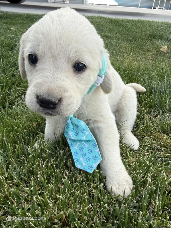 Blue – Labrador Retriever puppy for sale in Strasburg, CO