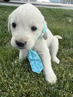 Blue, a male Labrador Retriever for sale in Strasburg, CO – Photo 1 of 2