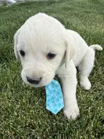 Blue, a male Labrador Retriever for sale in Strasburg, CO – Photo 2 of 2