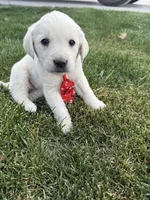 Red, a male Labrador Retriever for sale in Strasburg, CO – 2 of 2