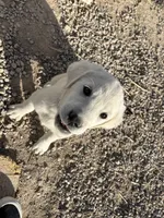 Cream puppy, a female Labrador Retriever for sale in Strasburg, CO – 1 of 2
