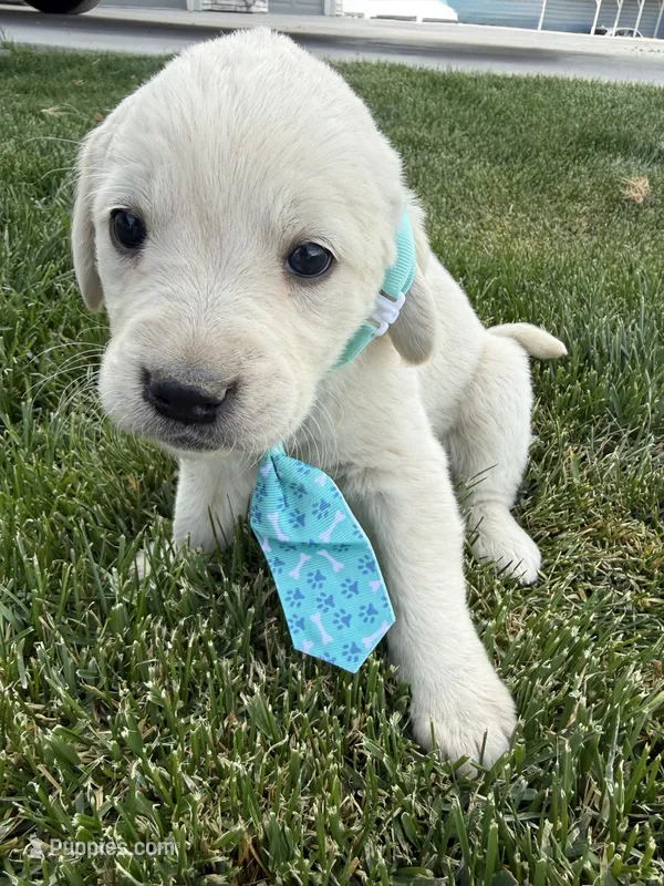 Blue male – Labrador Retriever puppy for sale in Strasburg, CO